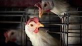 Más de 4 millones de pollos serán sacrificados tras detectarse un brote de gripe aviar en Iowa