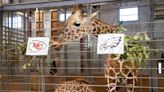 Blank Park Zoo's baby giraffe picked a Super Bowl winner — and gained some confidence, too