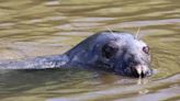 Adorable seal spotted swimming in Exeter's River Exe