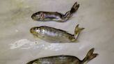 B.C.’s Columbia River watershed infected with fish-killing whirling disease