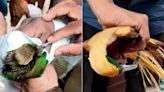 Mumbai: Rare birds seized from air passenger