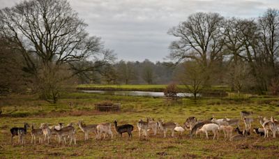 Park which inspired Sir David Attenborough becomes national nature reserve