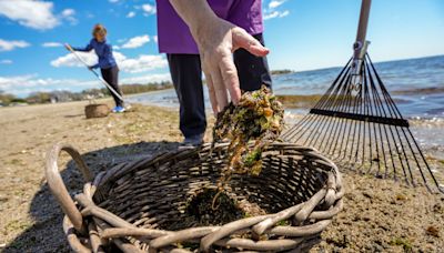 Gathering seaweed is protected in RI's constitution. Here's why you should give it a try.