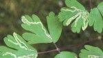 How to Get Rid of Leaf Miners Organically