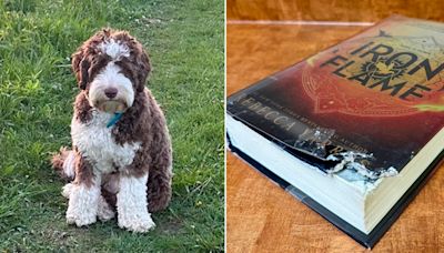 Wisconsin library to accept animal photos in lieu of fines for damaged books