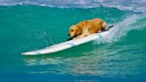 Yellow Labrador Riding a Wave in Santa Cruz Is a Total Surfing Pro