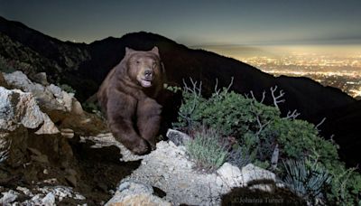 A ‘smiling' bear, seen on a motion-activated mountain camera, is LA's latest superstar