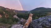 Golden Retriever's Pure Joy While Playing in Stream Is a Breath of Fresh Air