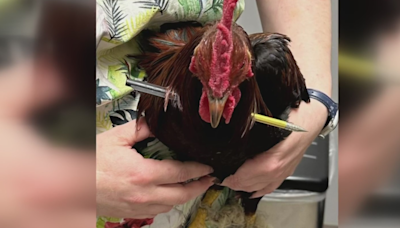 Street survivor to sanctuary, "Robin Hood" the Rooster finds safety after harrowing journey in California
