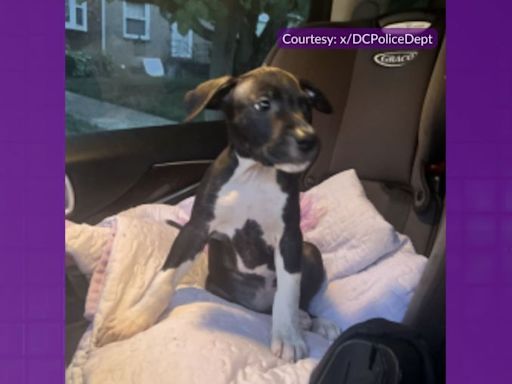 DC police searching for puppy taken in Southeast robbery