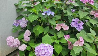 Maintain and care for your hydrangeas this summer with these tips from a UConn Master Gardener