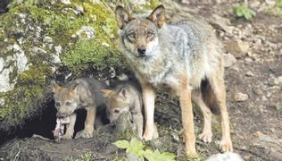 La inminente apertura de los pastos dispara la inquietud ganadera en Aller por el lobo: "Sabemos cuántas vacas suben al puerto, pero no cuántas bajaremos"