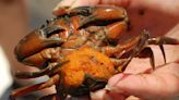Green crabs: We can't beat them, so let's eat them: Nature News
