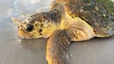Nearly 300 Loggerhead Sea Turtles Found Stranded on Texas Beaches and Scientists Don't Know Why