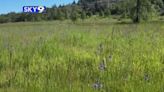 Native wildflowers in bloom at Dorris Ranch following ecological prescribed burns