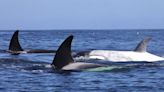 Famous white killer whale ‘Frosty’ spotted off California coast