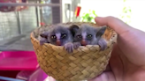 Newborn bush babies nestle together in tiny basket in Thailand