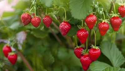 Grow tons of strawberries for free using item you already have