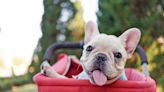 18 Adorable Pictures of French Bulldogs To Put a Smile on Your Face