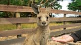 Tiny Joey at Australian Kangaroo Sanctuary Takes Her First Steps on the Ground