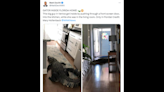 Caimán hambriento aterroriza a mujer en Florida: irrumpe en su casa y se para frente al refrigerador