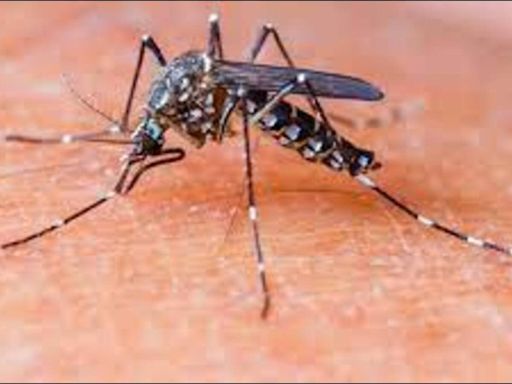 3 killed in dengue spike in Hassan, Mysuru districts