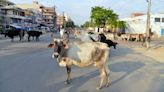 What do you call stray cows? In Rajasthan you will call them 'destitute' not 'stray'