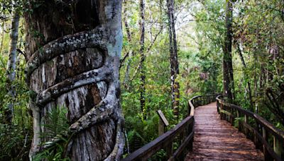 Things to do: Summer is a great time for a swamp hike in Collier County. What to know