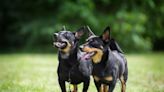 Meet the Lancashire heeler, American Kennel Club's newest dog breed