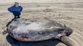 Raro ejemplar de pez luna aparece en la costa de Oregón y acapara la atención mundial.