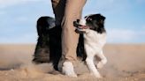 Woman Teaches Border Collie Interpretive Dance Routine and It's a Masterpiece