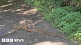 Colwick: Man who found 6ft snake describes 'panic stations' moment