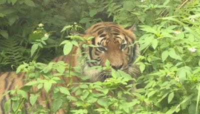 2馬來虎遠從法國來台 今木柵動物園亮相