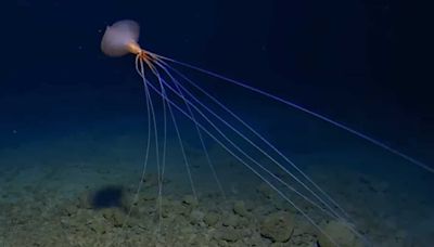 Rare deep-sea creature seen walking on 13-foot-long legs at depth of 10,800 feet