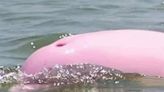 Todo sobre el delfín rosa visto en Mazatlán