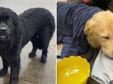 Newfoundland Hero: Dog Saves Drowning Golden Retriever