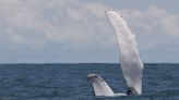 La WWF Colombia pide proteger las rutas de las ballenas en el Pacífico oriental