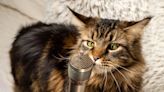 Senior Cat Awarded Guinness World Record for Loudest Purr