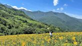 台東7號金針花大花海！金黃花海山坡隱藏版景點