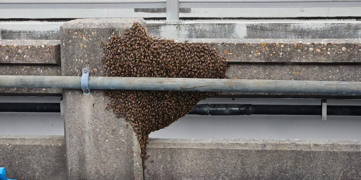 Bees swarm the Bailey Bridge in Lynn Haven