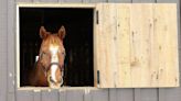 This year, we have a chance to finally end horse slaughter. Let’s make it happen. | Opinion