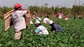 Study sets to recognize the history of Miami-Dade's migrant farmworker community