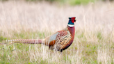 West Texas A&M professor receives $860k to study declining ring-necked pheasants
