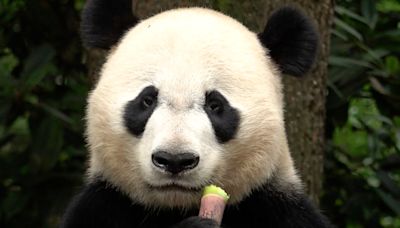 The winner in China's panda diplomacy: the pandas themselves