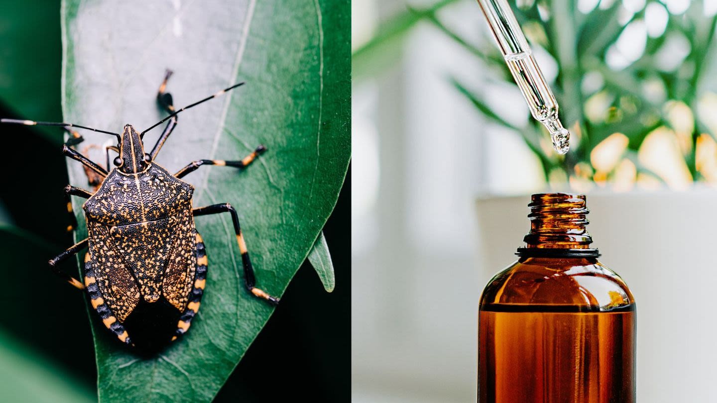 This Is the Best Way to Get Rid of Stink Bugs for Good