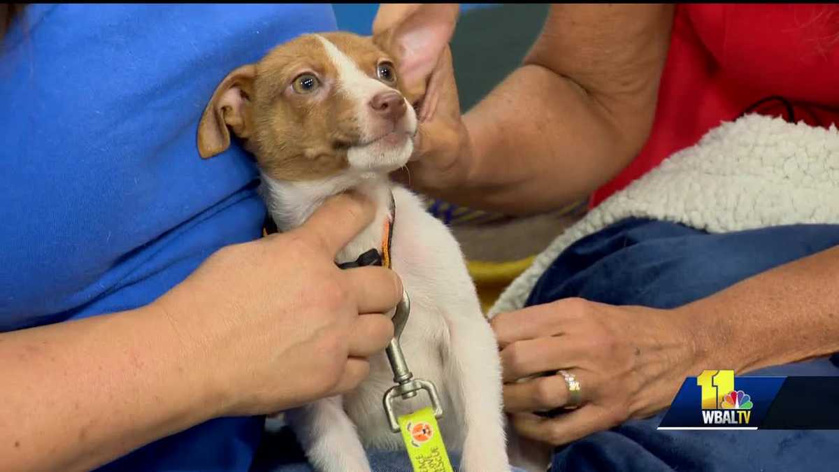 Meet Peter Pan: The prefect puppy for a home of any size