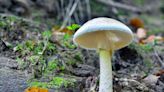 Death cap mushrooms: What are the symptoms of mushroom poisoning?