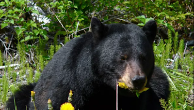 Women: Would you rather meet a bear or a man alone in the woods? I’d pick the bear | Opinion