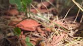 EIU entomologist studying cicadas during massive emergence in Charleston