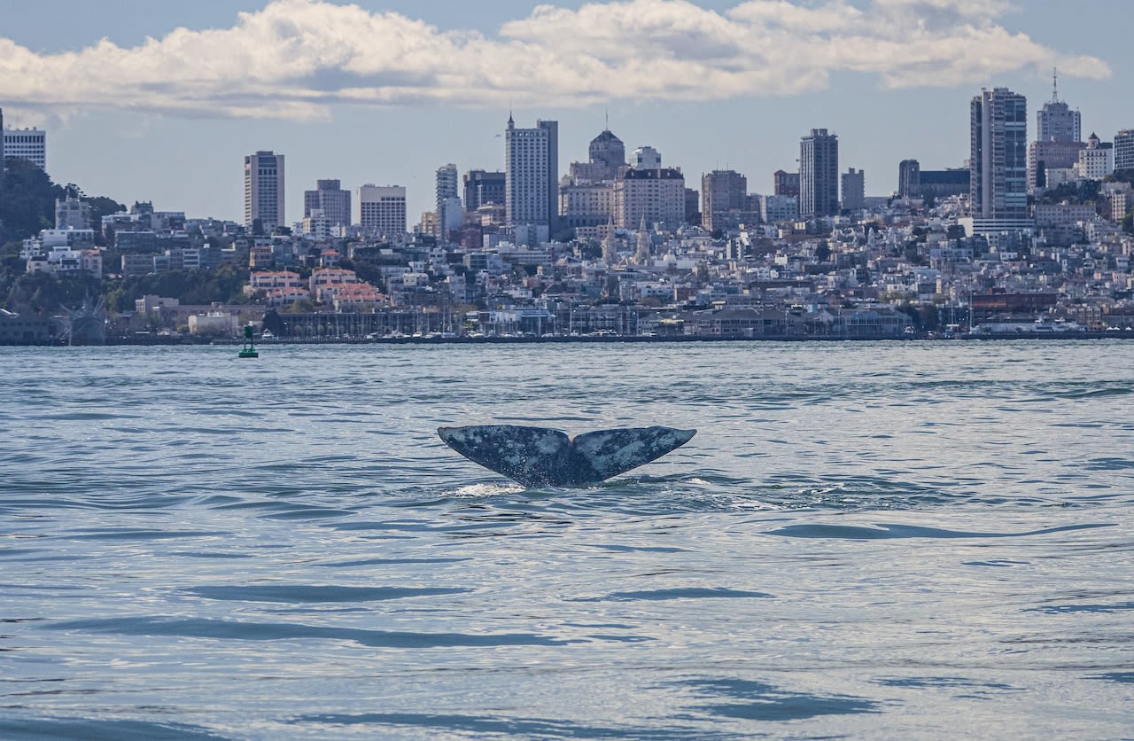 Why are West Coast gray whales veering off usual routes?